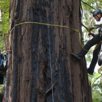 la-me-ln-tallest-tree-muir-woods-20150601-001